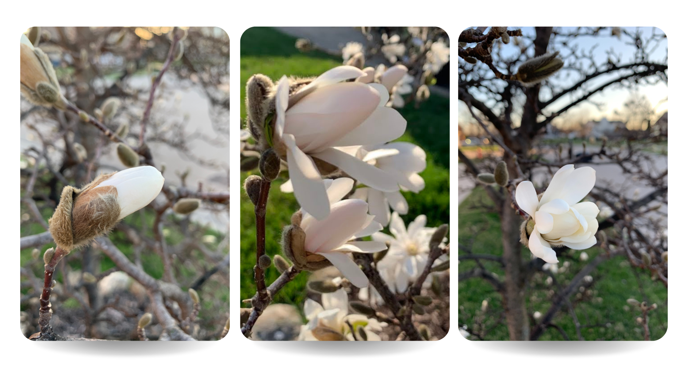 Magnolia Buds opening up